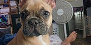 Willow joined the competition — help win amazing prizes! animal, bookshelf, companion, curious, cute, dog, ears, face, fan, french_bulldog, fur, home, indoor, lap, legs, living_room, person, pet, puppy, relaxing