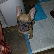 Willow joined the competition — help win amazing prizes! animal, brown, companion, curious, cute, dog, domestic, ears, face, floor, french_bulldog, indoors, looking_up, pet, puppy, small, tile, toilet, training_pad, young