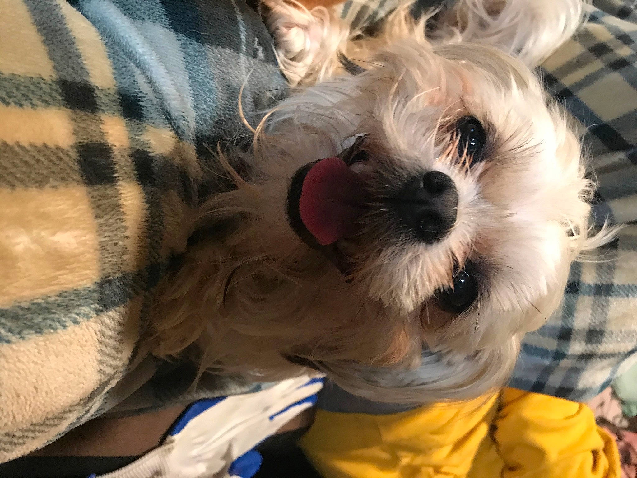 Tasha is registered to the contest to win money with this photo: canidae, carnivore, companion_dog, dog, dog_breed, dog_clothes, eyewear, fawn, fur, plush, small_terrier, snout, sporting_group, stuffed_toy, sunglasses, terrier, toy, toy_dog, whiskers, working_animal