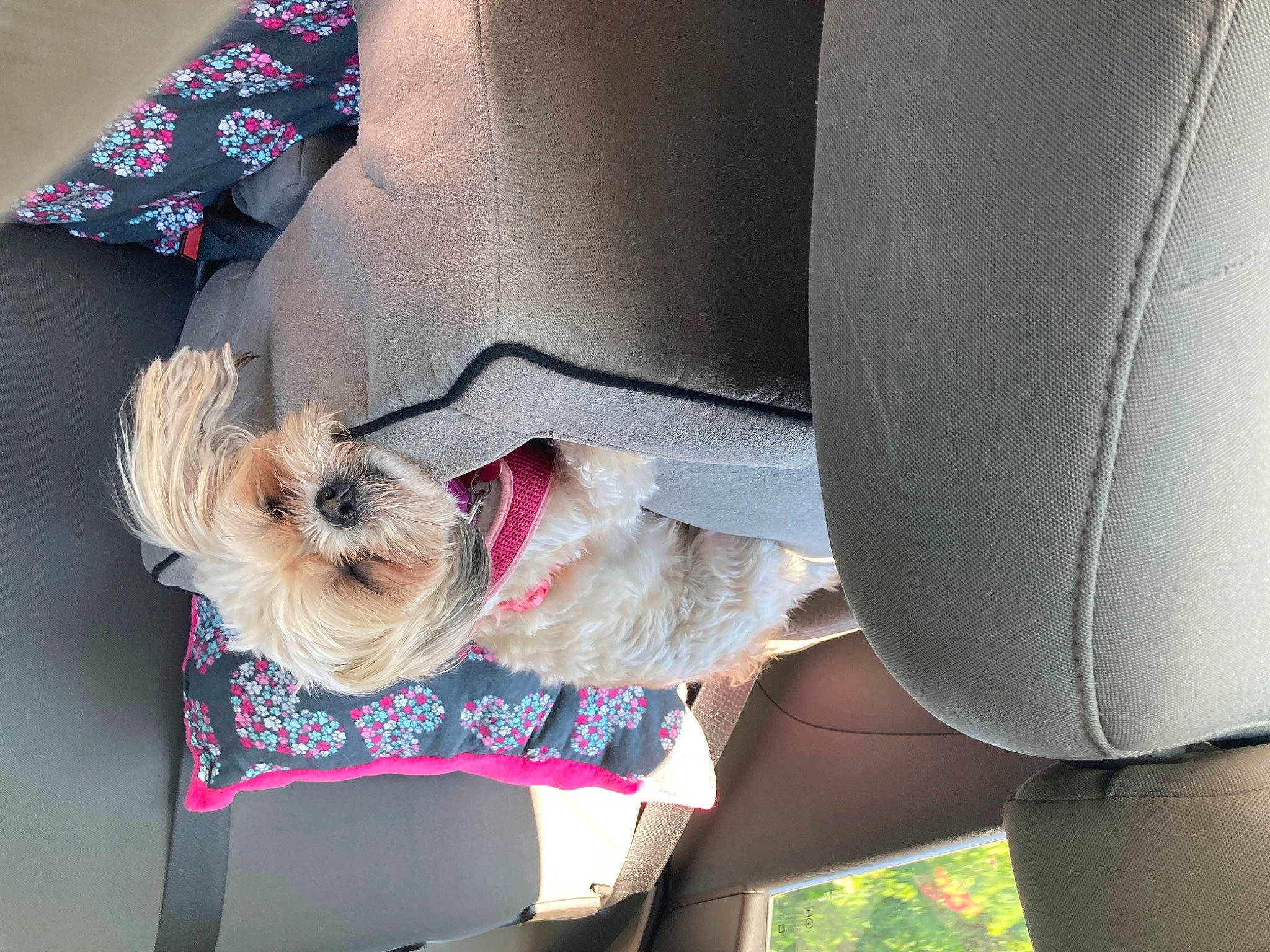 Tasha is registered to the contest to win money with this photo: carnivore, collar, comfort, companion_dog, dog, dog_breed, dog_clothes, dog_collar, dog_supply, fashion_accessory, fawn, fur, pet_supply, sleeve, small_terrier, snout, street_fashion, terrier, textile, toy_dog