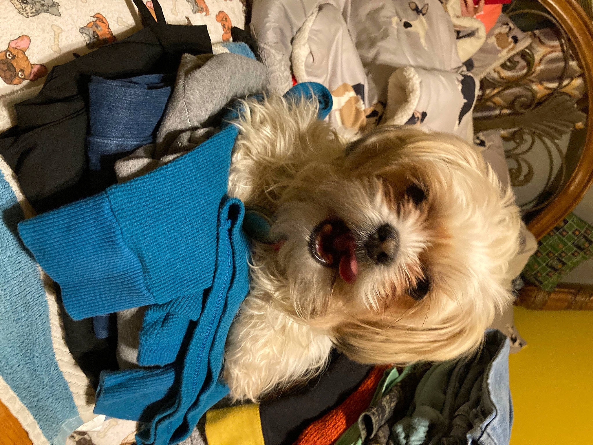 Tasha joined the competition — help win amazing prizes! bag, canidae, carnivore, companion_dog, dog, dog_breed, dog_clothes, dog_supply, fashion_accessory, fawn, fur, pet_supply, shih_poo, small_terrier, snout, sporting_group, terrier, toy_dog, working_animal, yorkshire_terrier