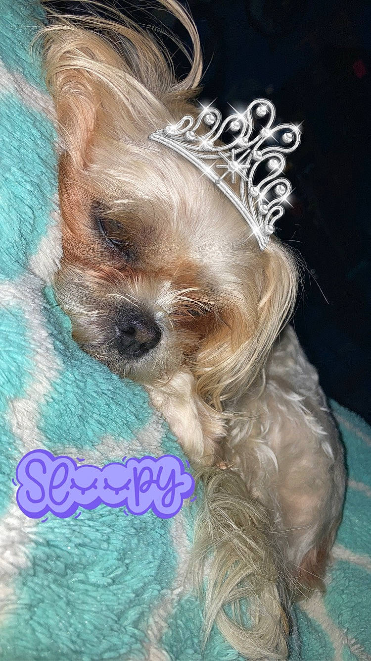 Tasha joined the competition — help win amazing prizes! canidae, carnivore, companion_dog, dog, dog_breed, dog_clothes, dog_supply, fashion_accessory, fawn, font, fur, liver, photo_caption, puppy_love, small_terrier, snout, sporting_group, terrier, toy_dog, working_animal