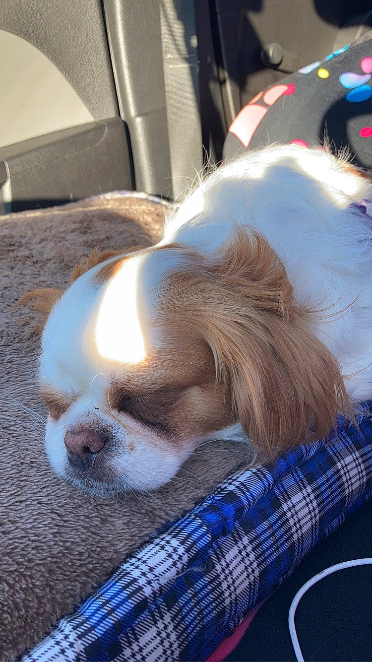 Molly joined the competition — help win amazing prizes! beaglier, canidae, carnivore, collar, comfort, companion_dog, dog, dog_breed, dog_supply, ear, fawn, fur, mammal, pattern, plaid, snout, sporting_group, tartan, whiskers, working_animal