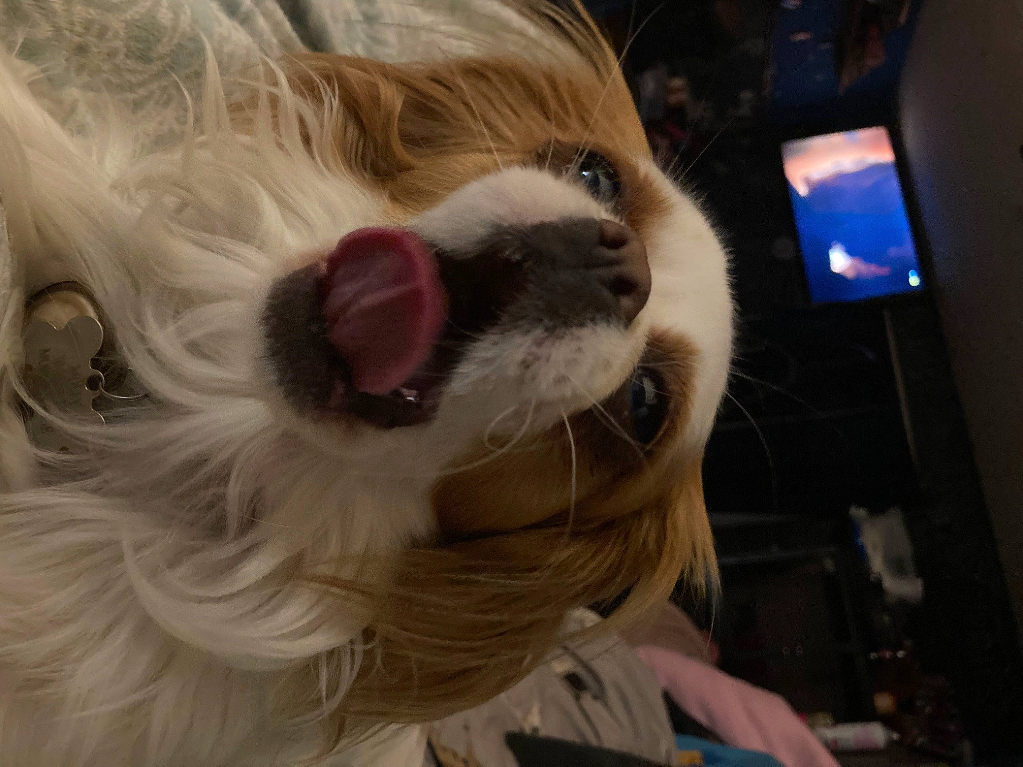 Molly joined the competition — help win amazing prizes! carnivore, companion_dog, dog_breed, ear, event, eye, eyelash, eyewear, fang, fawn, feather, felidae, fur_clothing, hair, headgear, jaw, snout, toy, vision_care, whiskers