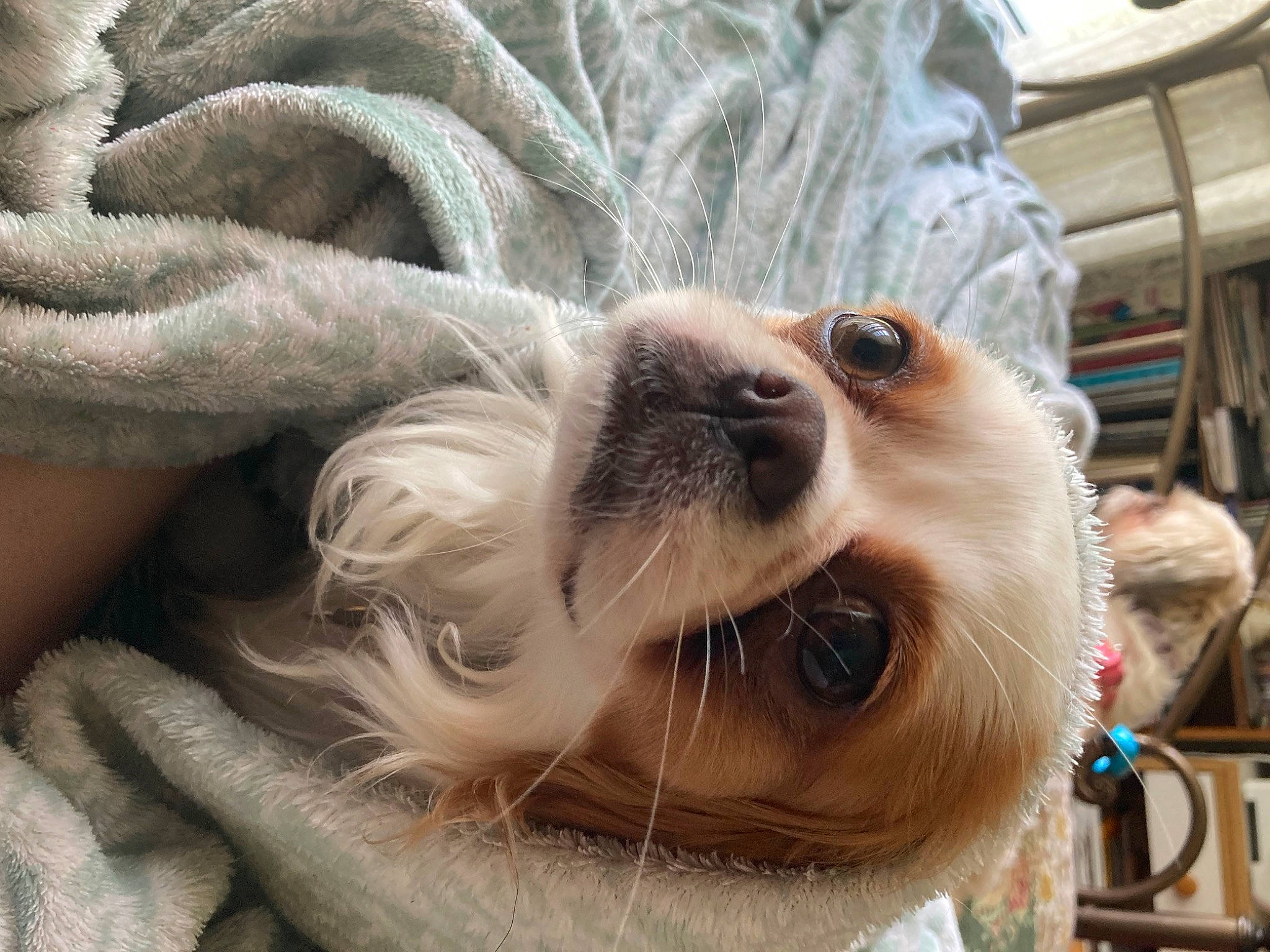 Molly is registered to the contest to win money with this photo: carnivore, collar, companion_dog, dog, dog_breed, dog_collar, ear, eye, eyewear, fawn, felidae, goggles, mammal, snout, sporting_group, sunglasses, toy_dog, vertebrate, whiskers, working_animal