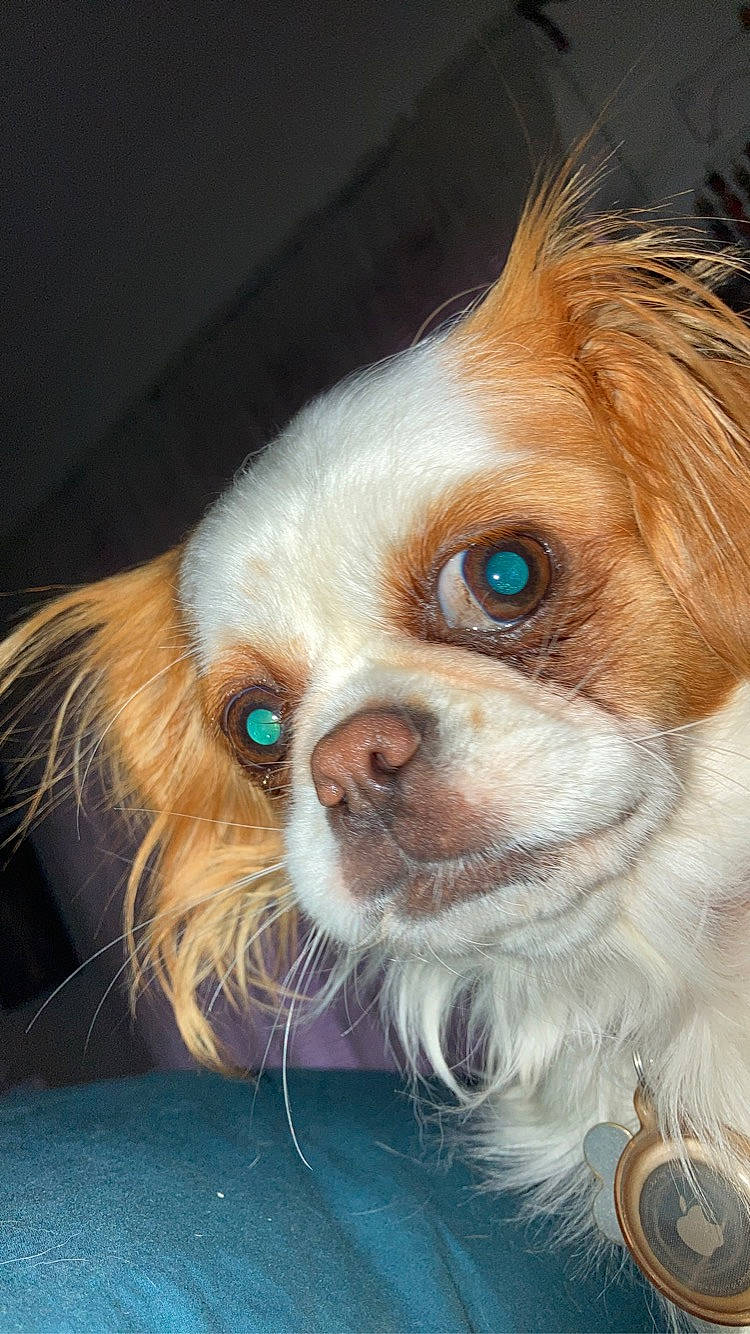 Molly is registered to the contest to win money with this photo: canidae, carnivore, close_up, companion_dog, dog, dog_breed, ear, eyelash, eyewear, fawn, fur, grass, liver, snout, spaniel, sporting_group, toy_dog, vision_care, whiskers, working_animal