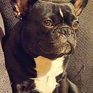 Poe is registered to the contest to win money with this photo: animal, black_and_white, blanket, canine, closeup, couch, cozy, dog, domestic_animal, ears, eyes, face, french_bulldog, fur, indoor, pet, portrait, relaxed, sitting, sunlight