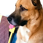 Voyou participe au concours pour gagner de l'argent avec cette photo : dog, indoor, tan_coat, black_coat, tongue_out, chair, yellow_chair, fabric, purple_fabric, pet, animal, side_view, calm, seated, domestic_animal, close_up, muzzle, ears, fur, companion