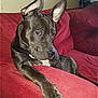 Rocco is registered to the contest to win money with this photo: alaunt, american_pit_bull_terrier, american_staffordshire_terrier, canidae, carnivore, dog, dog_breed, ear, fawn, great_dane, mammal, non_sporting_group, snout, sporting_group, vertebrate, whiskers