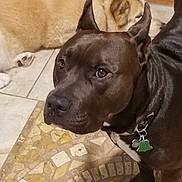 Rocco is registered to the contest to win money with this photo: alano_espanol, american_pit_bull_terrier, american_staffordshire_terrier, bull_and_terrier, cane_corso, canidae, canis_panther, carnivore, dog, dog_breed, fawn, guard_dog, mammal, non_sporting_group, pit_bull, snout, staffordshire_bull_terrier, thai_ridgeback, vertebrate