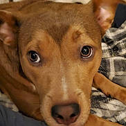 Coco is registered to the contest to win money with this photo: dog, brown_dog, close_up, pet, animal, face, eyes, nose, ears, fur, blanket, patterned_blanket, resting, indoor, cozy, curious, mammal, canine, portrait, cute