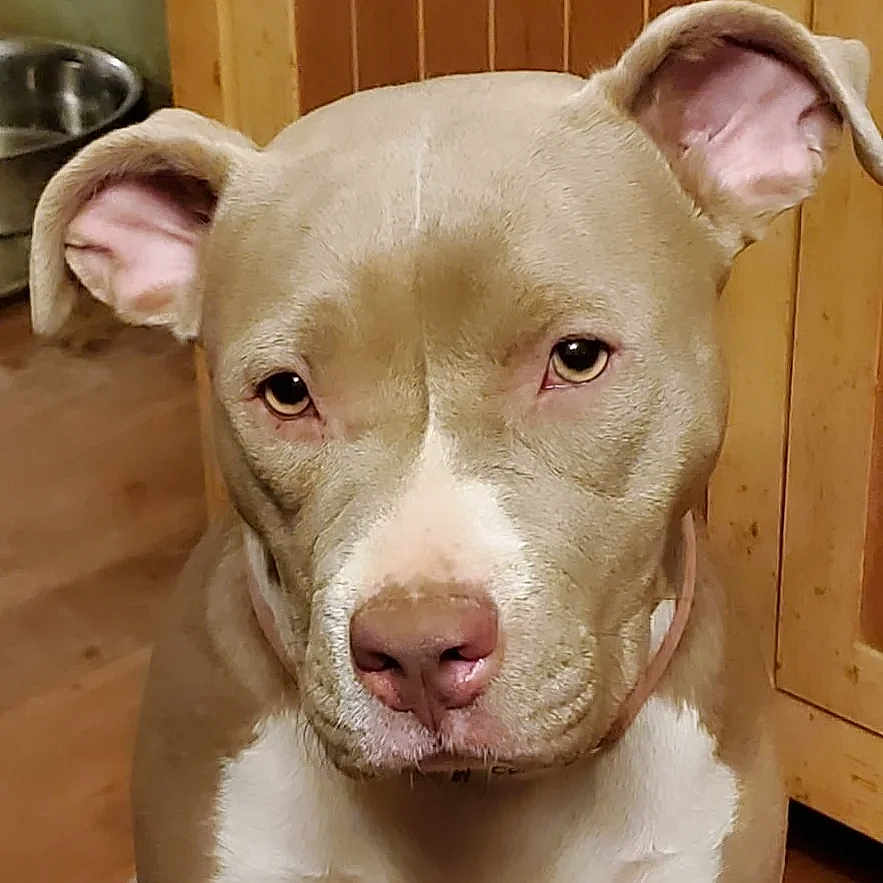 Coco is registered to the contest to win money with this photo: animal, bowl, brown, cabinet, canine, close_up, collar, dog, domestic, ears, expression, face, furniture, indoor, looking_at_camera, nose, pet, pitbull, white, wooden_floor