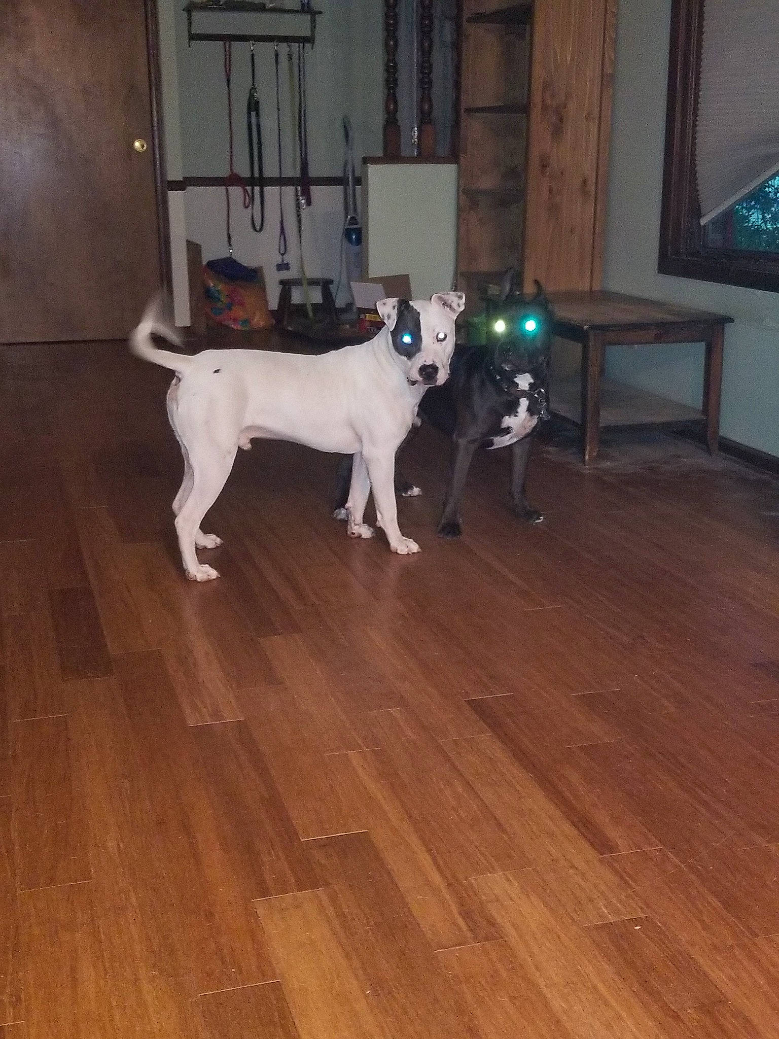 Petie is registered to the contest to win money with this photo: canidae, carnivore, dog, dog_breed, fawn, floor, flooring, hardwood, laminate_flooring, mammal, non_sporting_group, tail, wood, wood_flooring