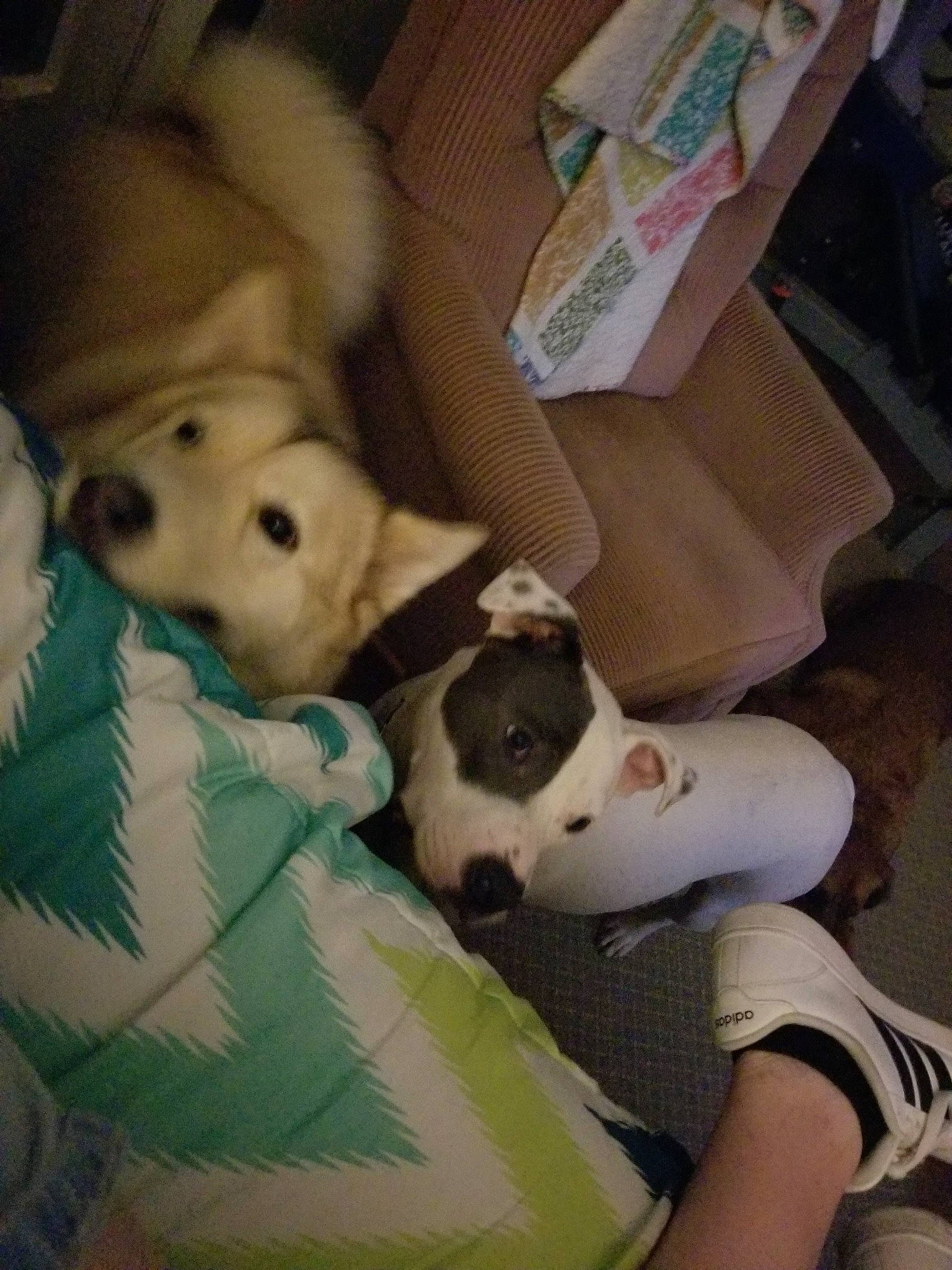 Petie is registered to the contest to win money with this photo: canidae, carnivore, companion_dog, dog, dog_breed, mammal, non_sporting_group, puppy, puppy_love, sporting_group