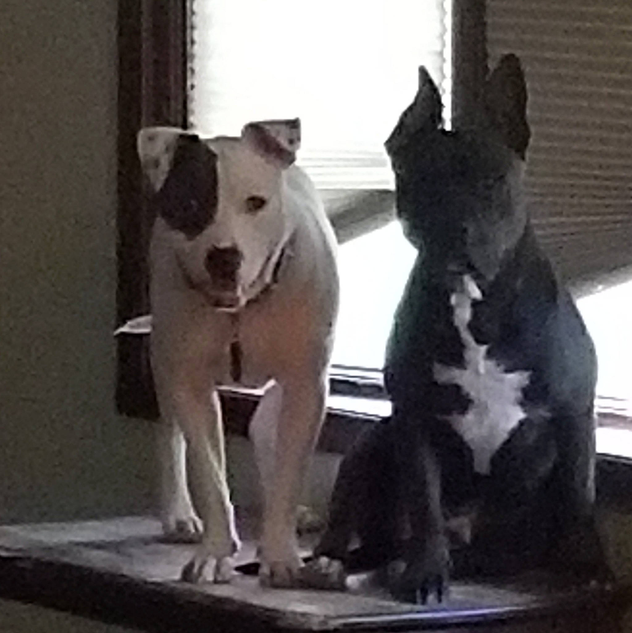 Petie joined the competition — help win amazing prizes! american_pit_bull_terrier, american_staffordshire_terrier, ancient_dog_breeds, bull_and_terrier, bull_terrier, bull_terrier_miniature, canidae, carnivore, dog, dog_breed, english_white_terrier, fawn, mammal, non_sporting_group, old_english_terrier, pit_bull, snout, staffordshire_bull_terrier, terrier, vertebrate