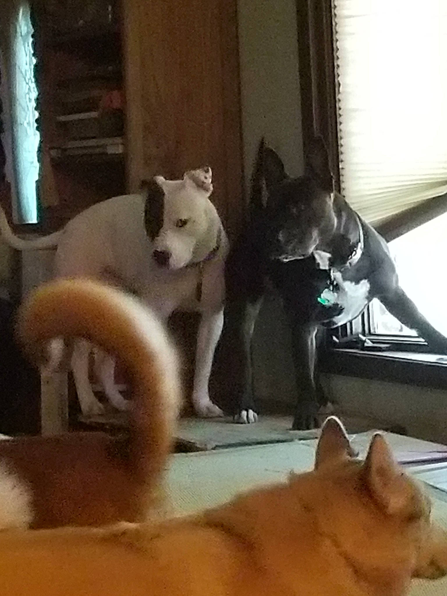 Petie is registered to the contest to win money with this photo: alaskan_malamute, canidae, carnivore, cat, fawn, felidae, kitten, mammal, russian_blue, siberian_husky, small_to_medium_sized_cats, tail, whiskers