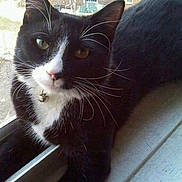 Meshu is registered to the contest to win money with this photo: black, black_and_white, black_cat, carnivore, cat, domestic_short_haired_cat, eye, felidae, fur, kitten, mammal, photography, polydactyl_cat, sky, small_to_medium_sized_cats, snout, tail, whiskers