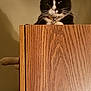 Meshu joined the competition — help win amazing prizes! carnivore, cat, domestic_short_haired_cat, felidae, fur, hardwood, kitten, plywood, small_to_medium_sized_cats, tail, whiskers, wood