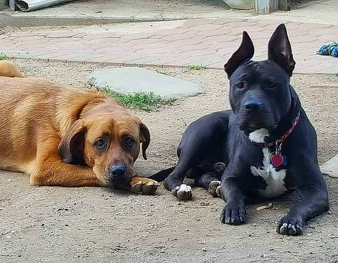 Rocco is registered to the contest to win money with this photo: canidae, carnivore, dog, dog_breed, fawn, labrador_retriever, mammal, nose, puppy, rare_breed_dog, snout, sporting_group, street_dog, vertebrate