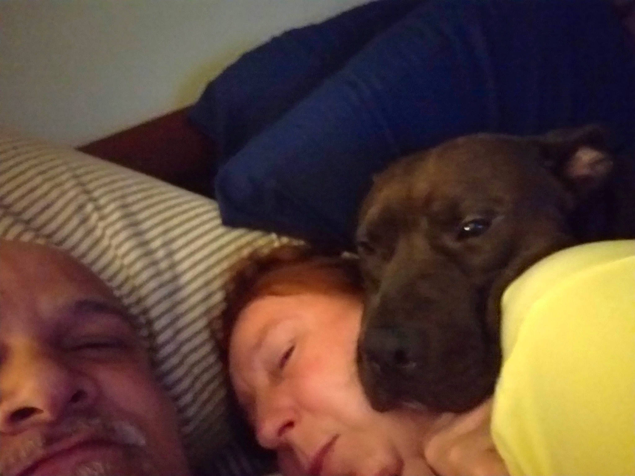 Rocco joined the competition — help win amazing prizes! american_pit_bull_terrier, canidae, carnivore, companion_dog, dog, dog_breed, ear, fawn, guard_dog, head, labrador_retriever, mammal, mouth, non_sporting_group, nose, puppy, puppy_love, snout, sporting_group, vertebrate