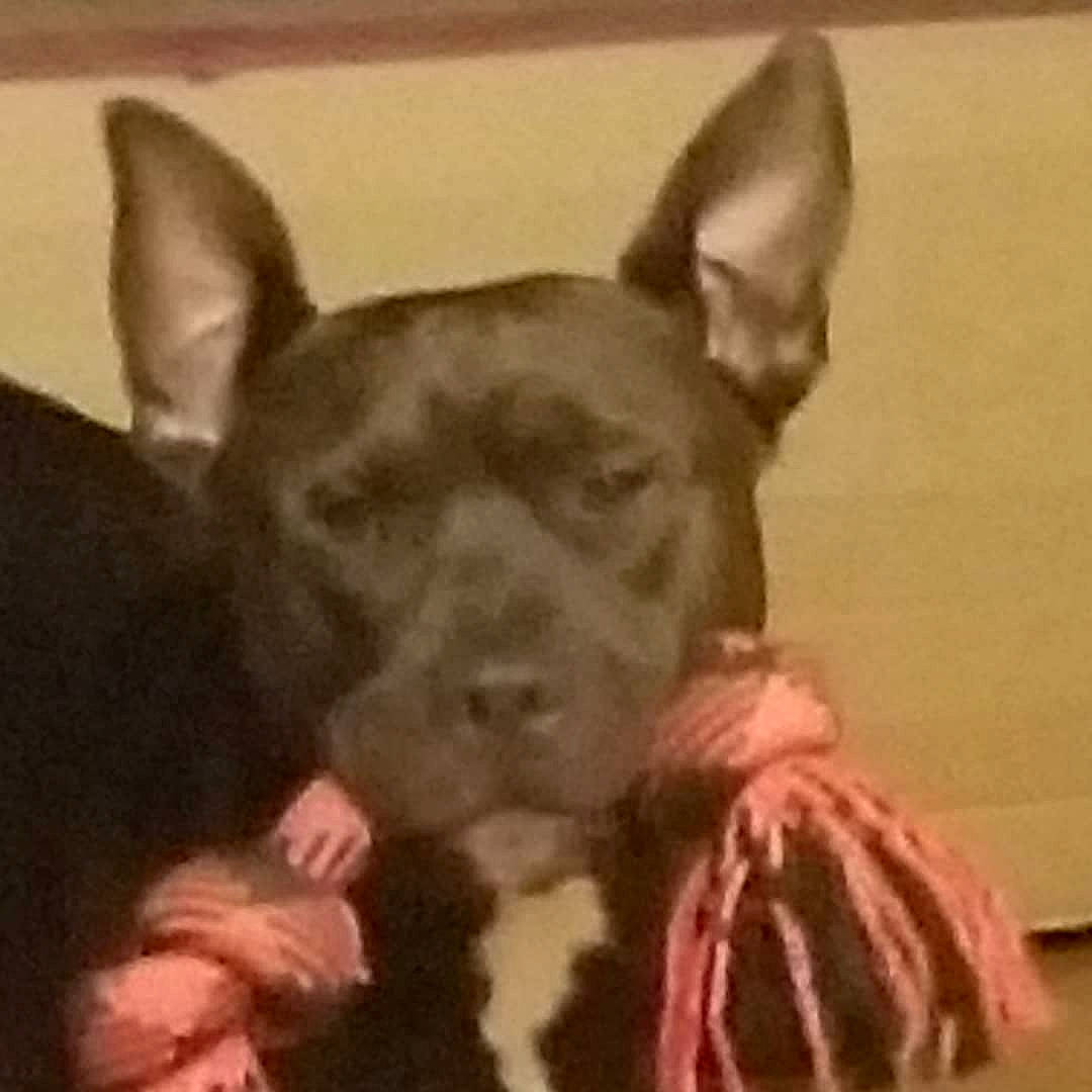 Rocco joined the competition — help win amazing prizes! american_pit_bull_terrier, american_staffordshire_terrier, bull_and_terrier, canidae, carnivore, dog, dog_breed, ear, fawn, french_bulldog, mammal, non_sporting_group, snout, thai_ridgeback, vertebrate