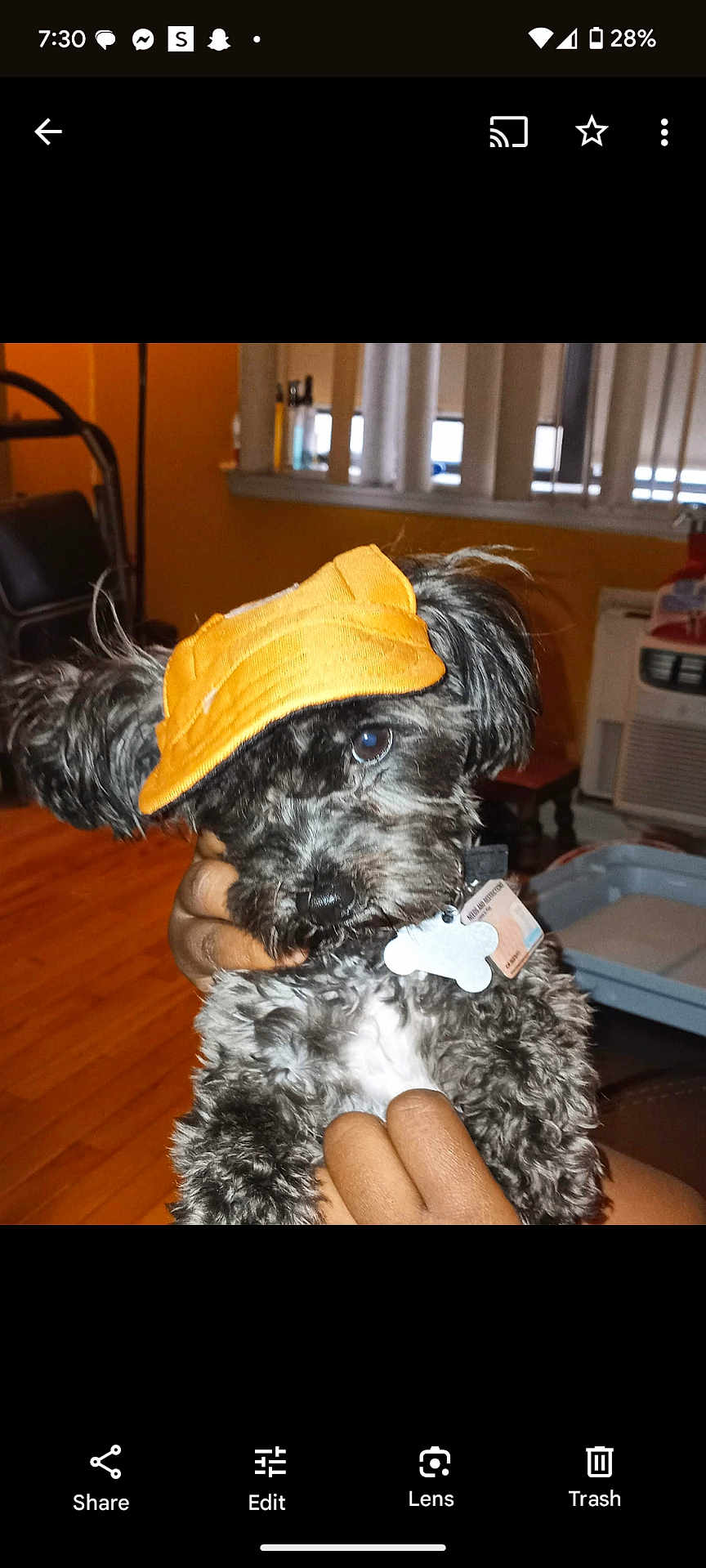 Oreo Cookie joined the competition — help win amazing prizes! dog, indoor, pet, black_and_white, visor_hat, curious, hand, collar, tag, wooden_floor, chair, window_blinds, household_items, cute, animal, fur, small_dog, portrait, domestic, companion
