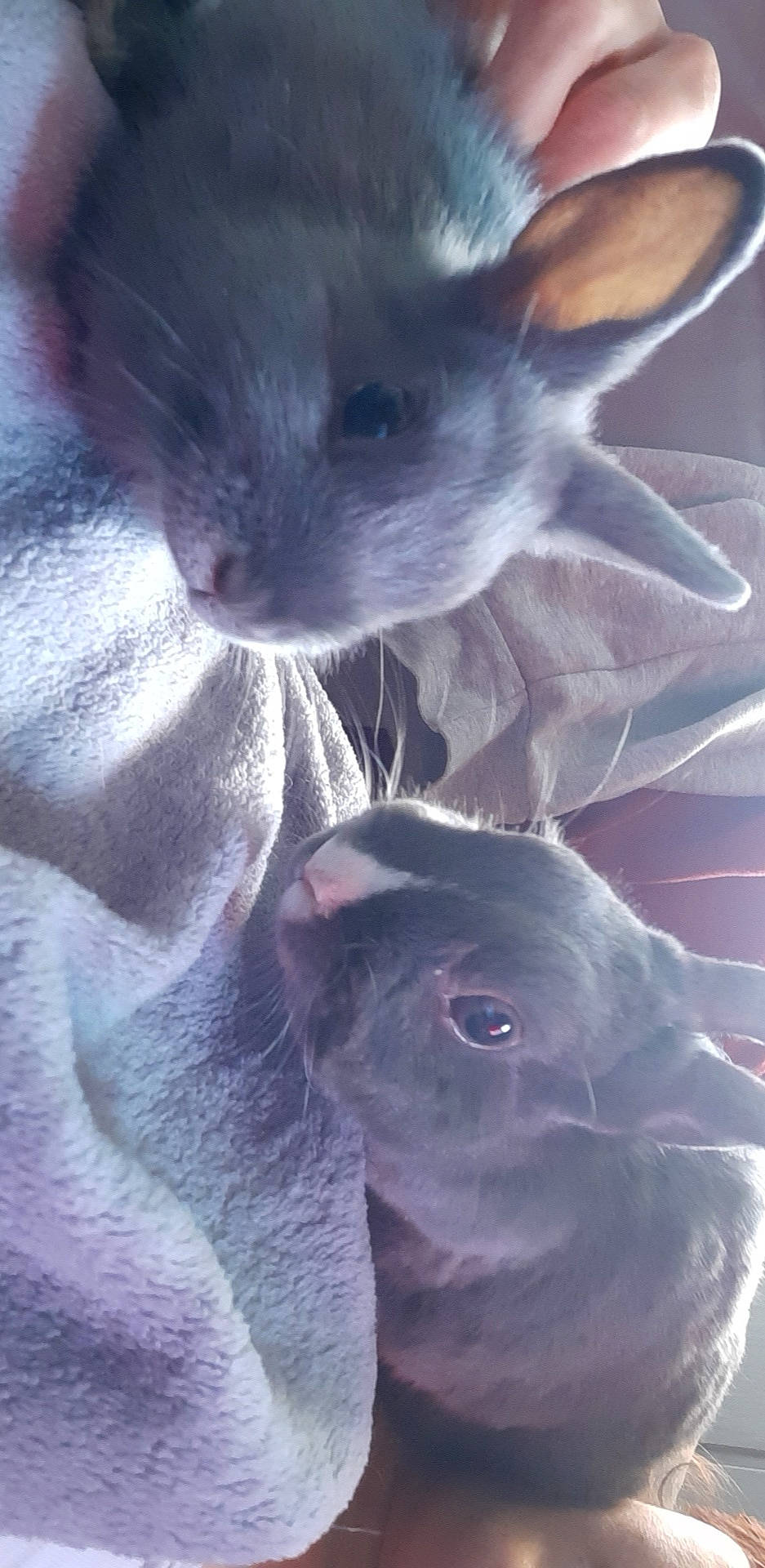 Théo participe au concours pour gagner de l'argent avec cette photo : canidae, fawn, rabbit, rabbits_and_hares, snout, weimaraner, whiskers