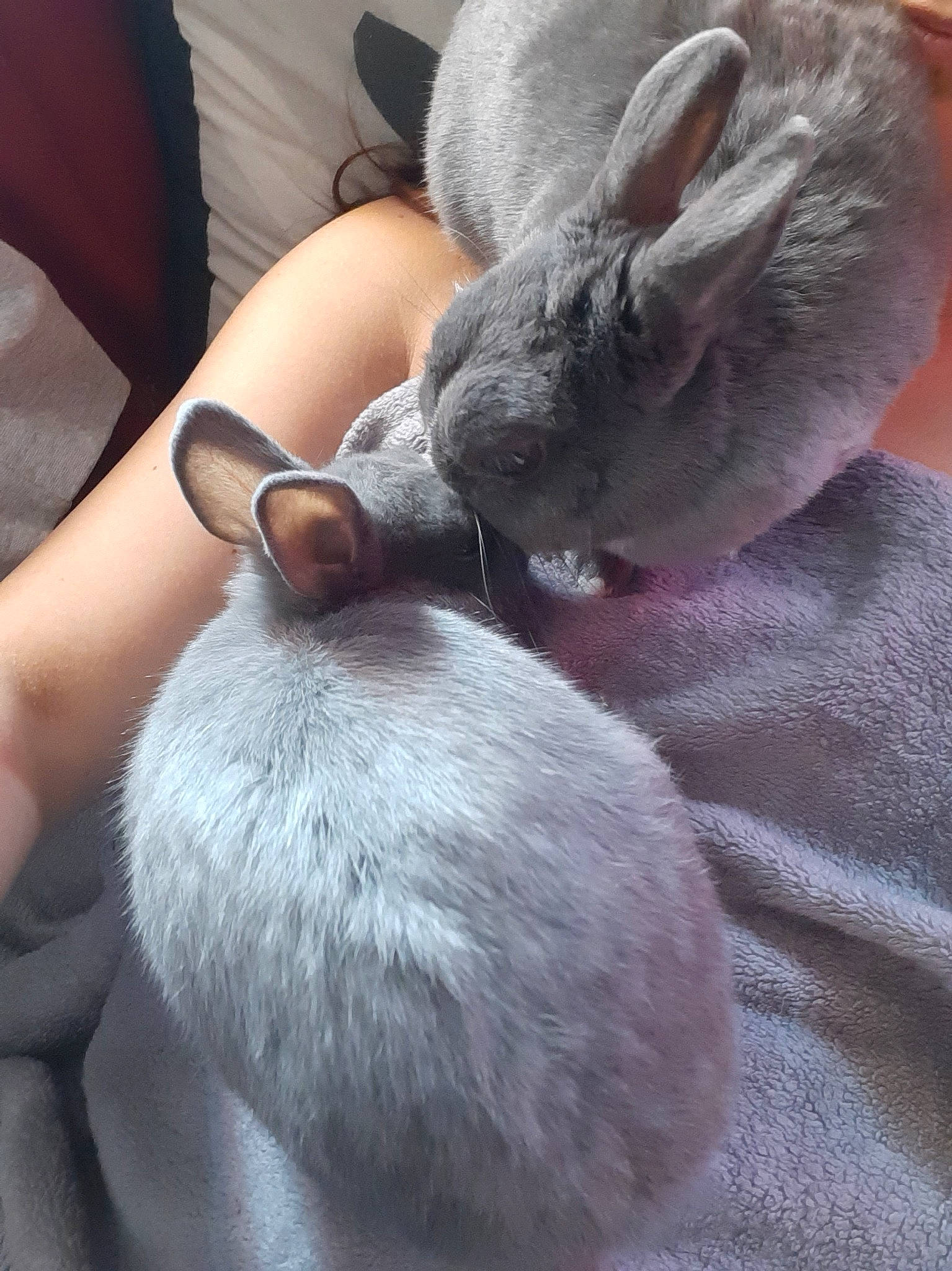 Théo a rejoint le concours — aidez-le/la à gagner de superbes lots ! chinchilla, domestic_rabbit, ear, fawn, hamster, mammal, mouse, muridae, rabbit, rabbits_and_hares, rodent, snout, whiskers