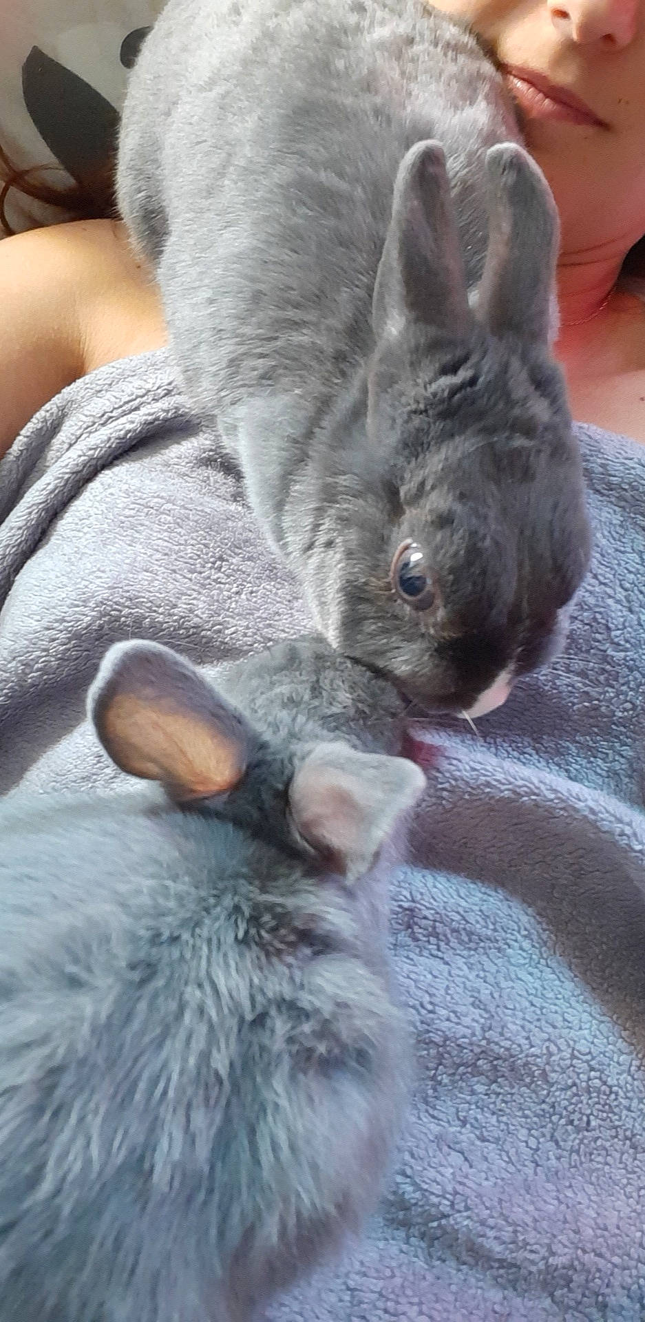 Théo a rejoint le concours — aidez-le/la à gagner de superbes lots ! chinchilla, domestic_rabbit, ear, fawn, hare, mammal, rabbit, rabbits_and_hares, rodent, skin, snout, vertebrate, whiskers, wood_rabbit