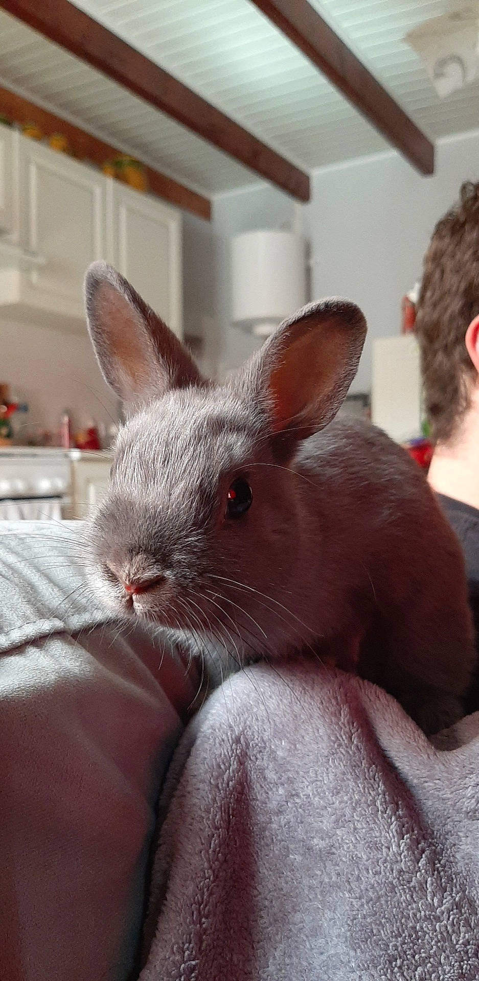 Théo participe au concours pour gagner de l'argent avec cette photo : domestic_rabbit, ear, fawn, hare, mammal, rabbit, rabbits_and_hares, skin, snout, vertebrate, whiskers