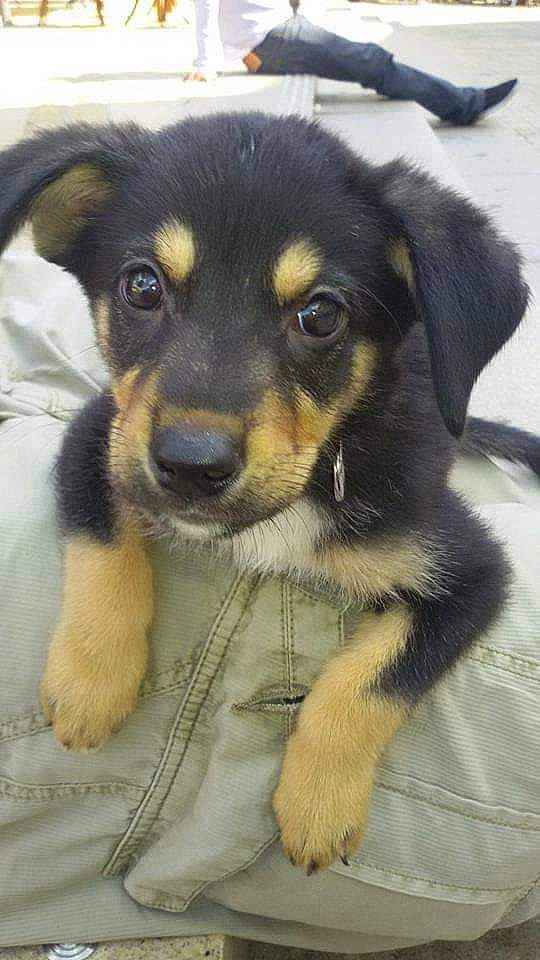 Ethan participe au concours pour gagner de l'argent avec cette photo : beagador, beauceron, black_and_tan_terrier, canidae, carnivore, companion_dog, dog, dog_breed, english_shepherd, fawn, huntaway, labrador_husky, mammal, puppy, rare_breed_dog, rottweiler, snout, sporting_group, street_dog, vertebrate