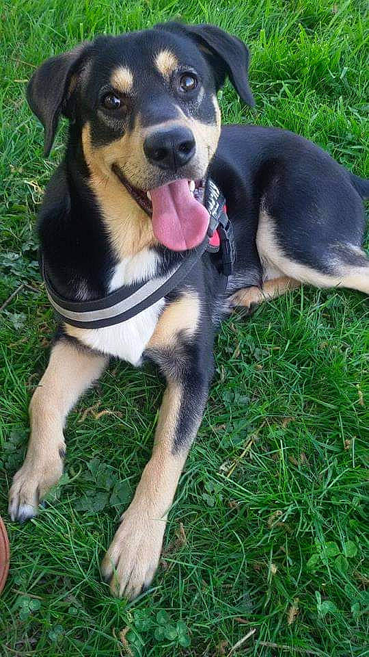 Ethan participe au concours pour gagner de l'argent avec cette photo : black_and_tan_terrier, canidae, carlin_pinscher, carnivore, dog, dog_breed, fawn, huntaway, hunting_dog, mammal, rare_breed_dog, transylvanian_hound, vertebrate