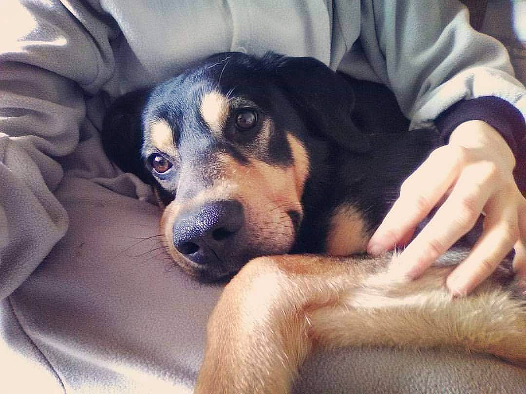 Ethan participe au concours pour gagner de l'argent avec cette photo : beagador, canidae, carnivore, companion_dog, dog, dog_breed, huntaway, mammal, nap, nose, paw, puppy, puppy_love, snout, street_dog, vertebrate, whiskers