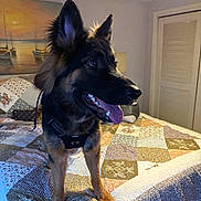 Mattie joined the competition — help win amazing prizes! animal, bed, blanket, collar, dog, door, ears, fur, furniture, german_shepherd, harness, indoor, lamp, mouth, painting, pet, quilt, room, tongue, wall