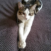 Tom participe au concours pour gagner de l'argent avec cette photo : animal, blanket, cat, cozy, cute, ears, fur, furniture, gray, home, indoor, paws, pet, relaxed, resting, stretching, striped_socks, tabby, whiskers, white