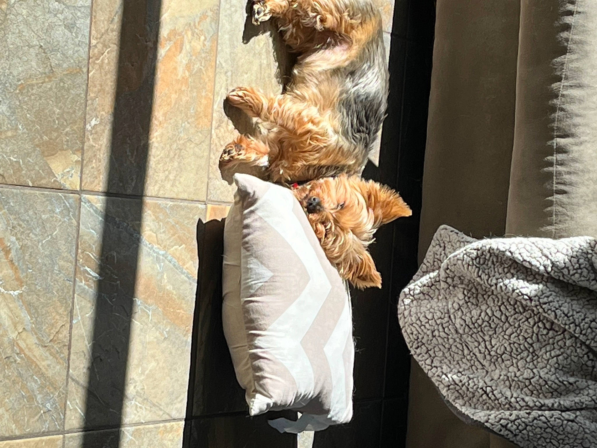 Pebbles joined the competition — help win amazing prizes! carnivore, cat, comfort, companion_dog, curtain, domestic_short_haired_cat, door, fawn, felidae, formal_wear, fur, linens, pattern, shadow, small_to_medium_sized_cats, tail, whiskers, wildlife, window, wood