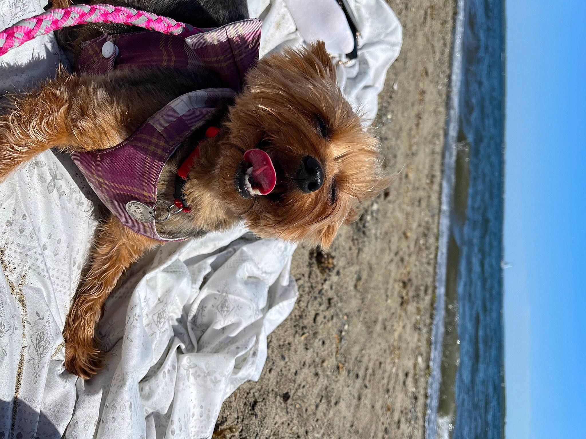 Pebbles is registered to the contest to win money with this photo: carnivore, collar, companion_dog, dog, dog_breed, dog_clothes, dog_collar, dog_supply, eyewear, fawn, fur, leash, liver, pet_supply, sky, snout, sporting_group, sunglasses, wood, working_animal