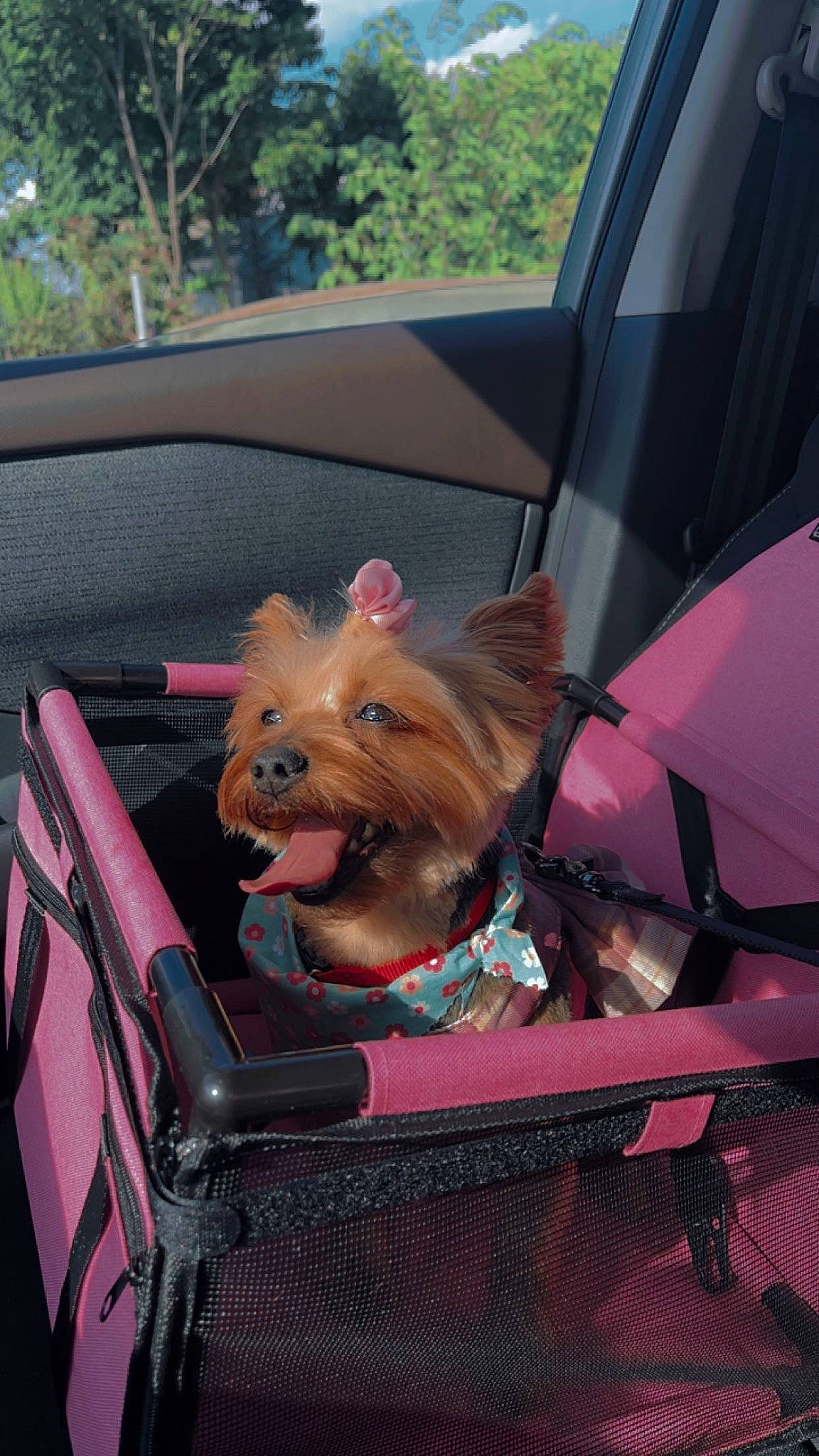 Pebbles is registered to the contest to win money with this photo: automotive_exterior, car, carnivore, collar, companion_dog, dog, dog_breed, dog_clothes, dog_supply, eyewear, fawn, leash, motor_vehicle, pet_supply, pink, snout, toy_dog, vehicle, vertebrate, working_animal