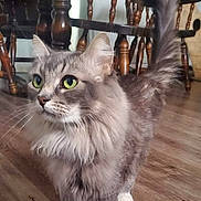 Sharon is registered to the contest to win money with this photo: abyssinian, advertisement, angora, animal, architecture, building, cat, diningroom, diningtable, furniture, hardwood, indoors, interiordesign, kitten, pet, poster, room, table, text, wood
