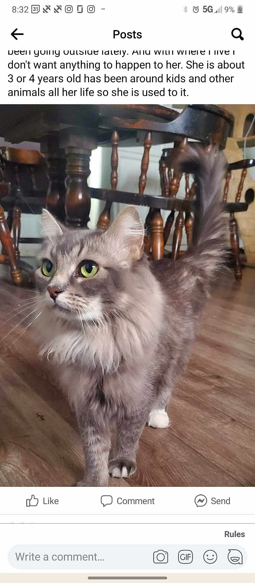 Sharon is registered to the contest to win money with this photo: abyssinian, advertisement, angora, animal, architecture, building, cat, diningroom, diningtable, furniture, hardwood, indoors, interiordesign, kitten, pet, poster, room, table, text, wood