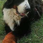 Raoul a rejoint le concours — aidez-le/la à gagner de superbes lots ! dog, bernese_mountain_dog, grass, outdoor, animal, pet, fur, black_fur, white_fur, brown_fur, paw, canine, muzzle, ears, tongue, happy, relaxed, nature, daylight, lying_down