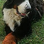 dog, bernese_mountain_dog, grass, outdoor, animal, pet, fur, black_fur, white_fur, brown_fur, paw, canine, muzzle, ears, tongue, happy, relaxed, nature, daylight, lying_down