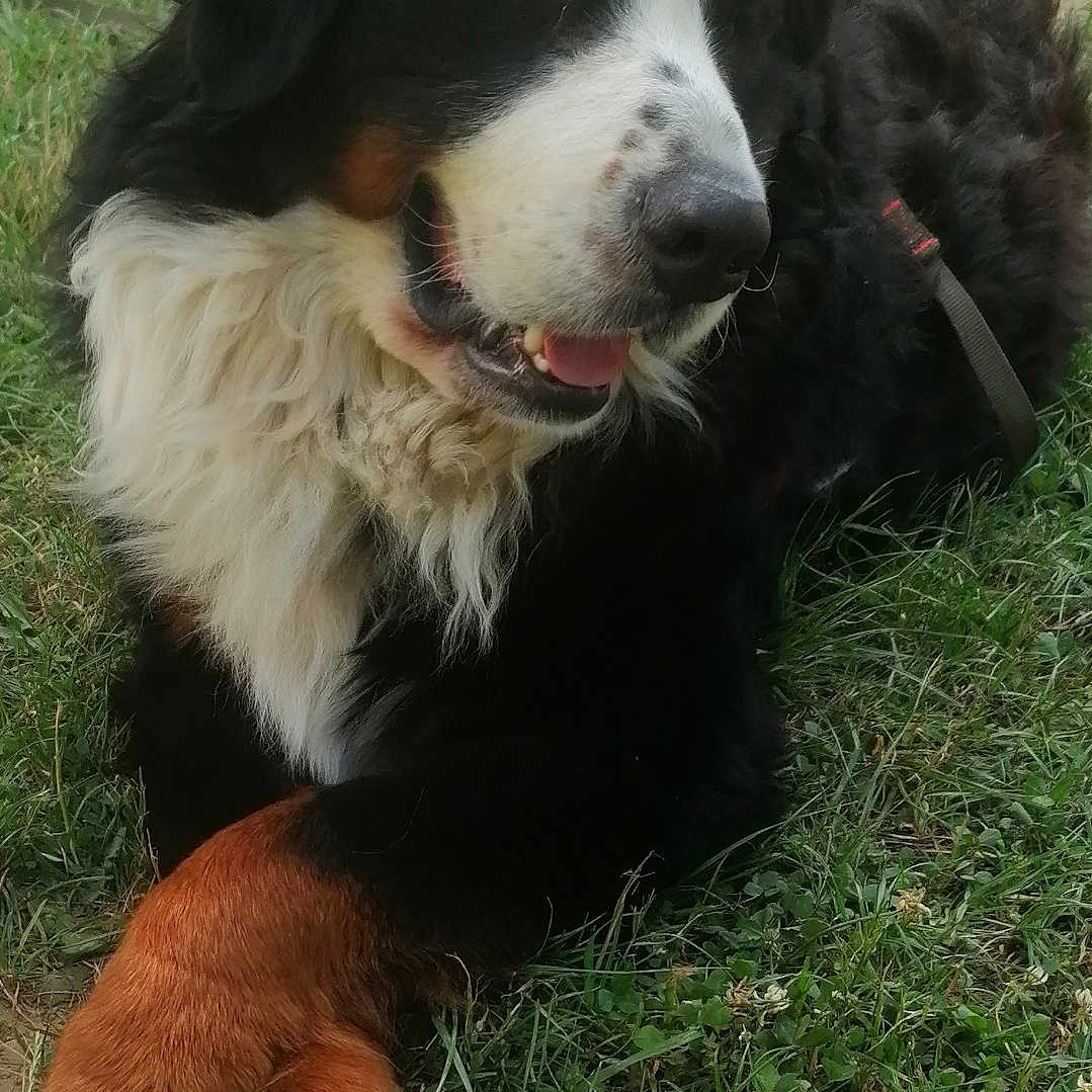 Raoul a rejoint le concours — aidez-le/la à gagner de superbes lots ! animal, bernese_mountain_dog, black_fur, brown_fur, canine, daylight, dog, ears, fur, grass, happy, lying_down, muzzle, nature, outdoor, paw, pet, relaxed, tongue, white_fur