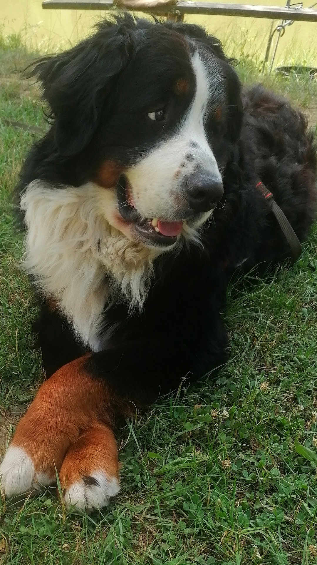Raoul a rejoint le concours — aidez-le/la à gagner de superbes lots ! dog, bernese_mountain_dog, grass, outdoor, animal, pet, fur, black_fur, white_fur, brown_fur, paw, canine, muzzle, ears, tongue, happy, relaxed, nature, daylight, lying_down