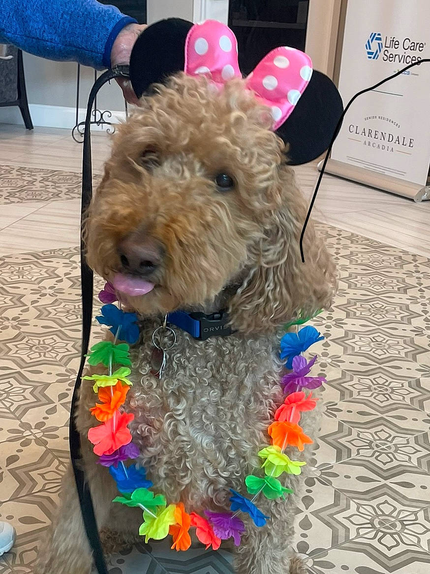 Hogan joined the competition — help win amazing prizes! airedale_terrier, blue, canidae, carnivore, collar, companion_dog, dog, dog_breed, dog_collar, dog_supply, fur, lakeland_terrier, pet_supply, snout, sporting_group, terrier, toy_dog, water_dog, welsh_terrier, working_animal