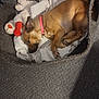 dog, pet_bed, blanket, toy, plush_toy, brown_dog, fur, collar, cozy, sleeping, carpet, indoor, resting, cute, small_dog, animal, domestic_animal, relaxing, soft, nap