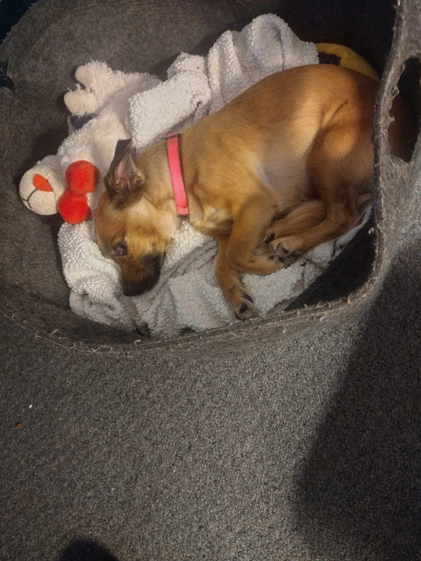 Baby Girl is registered to the contest to win money with this photo: dog, pet_bed, blanket, toy, plush_toy, brown_dog, fur, collar, cozy, sleeping, carpet, indoor, resting, cute, small_dog, animal, domestic_animal, relaxing, soft, nap