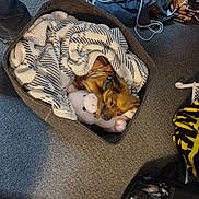 Baby Girl joined the competition — help win amazing prizes! dog, basket, blanket, plush_toy, toy_pig, carpet, indoor, pet, sleepy, cozy, blue_collar, footwear, bag, clothing, floor, home, stuffed_animal, resting, small_dog, relaxing