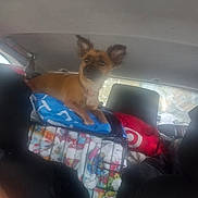 Baby Girl is registered to the contest to win money with this photo: backseat, blanket, brown_dog, cage, car, collar, companion, crate, curious, dog, ears, fabric, indoor, interior, pet, resting, seat, travel, vehicle, window