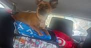 Baby Girl is registered to the contest to win money with this photo: backseat, blanket, brown_dog, cage, car, collar, companion, crate, curious, dog, ears, fabric, indoor, interior, pet, resting, seat, travel, vehicle, window